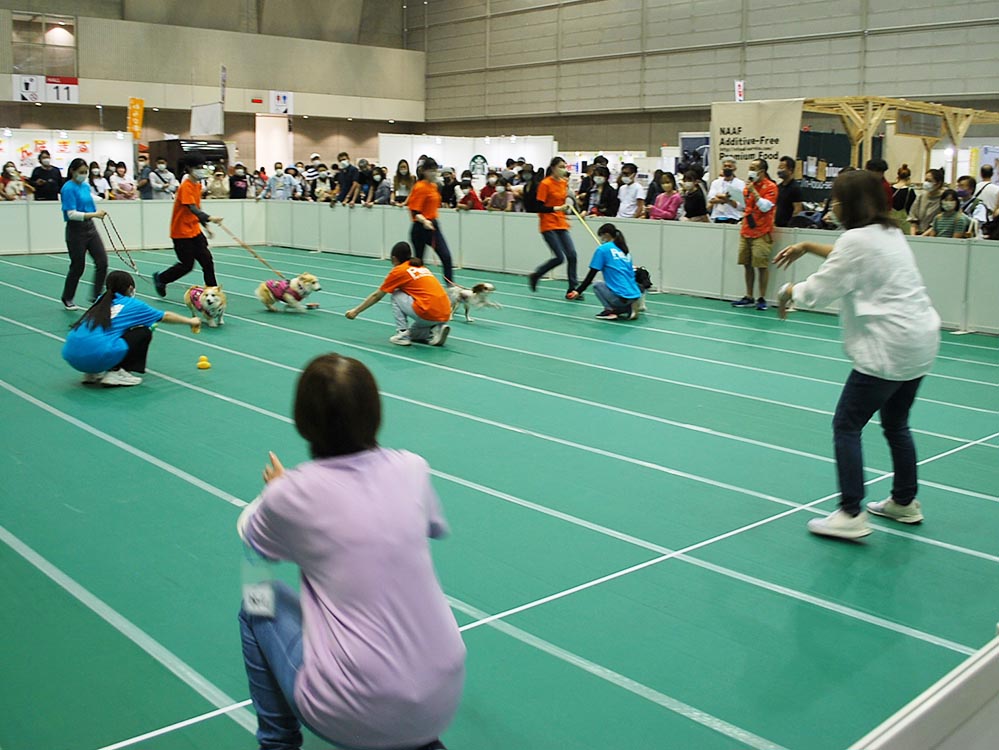 呼び戻し選手権大会