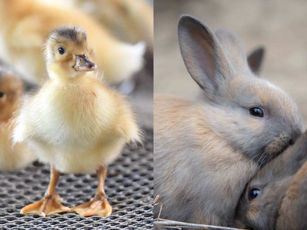 小動物・ファームアニマルふれ愛動物園