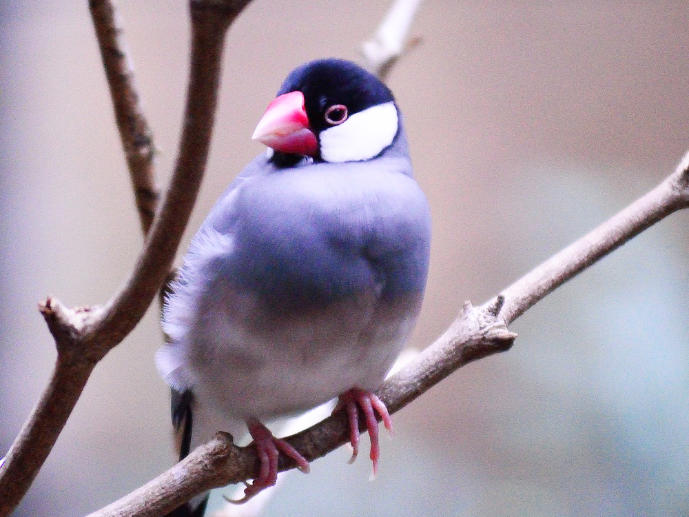 鳥のコーナー