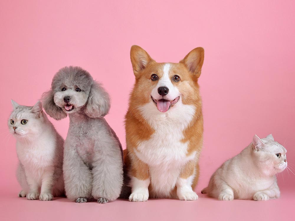 ブリード卒業犬・猫譲渡会